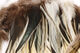 Preview image of product Badger Saddle Hackle 5-7" Natural #242
