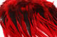Preview image of product Badger Saddle Hackle 5-7" Red #310