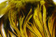 Preview image of product Badger Saddle Hackle 5-7" Yellow #383