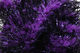 Preview image of product Medium Black Legged Squishenille Bright Purple Core #35