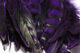 Preview image of product Barred Variant Schlappen 5-7" Purple #298