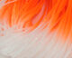 Preview image of product Crazy Legs Clear Pearl / Fl Orange Tip #137
