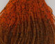 Preview image of product Crazy Legs Root Beer/Orange Tipped #320