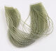Preview image of product Chicone's Regular Crusher Legs #4 Olive Barred Clear