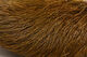 Preview image of product Deer Belly Hair Dyed From White Olive Brown #265