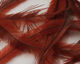 Preview image of product Emu Feathers Brown #004