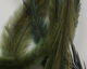 Preview image of product Emu Feathers Olive #030