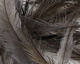 Preview image of product Emu Feathers Charcoal Grey #065