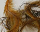 Preview image of product Emu Feathers Gold #073