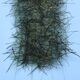 Preview image of product EP Tarantula Hairy Legs Brush 1 inch Black/Olive