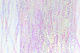 Preview image of product Dyed Mirage Lateral Scale 1/69 inch Pink #1745