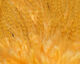 Preview image of product Flat Wing Saddles #271 UV2 Pastel Orange