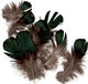 Preview image of product Green Iridescent Lady Amherst Plumage