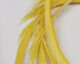 Preview image of product UV2 Goose Biots Pale Yellow #077