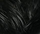 Preview image of product Golden Pheasant Body Feathers Black #11