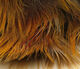 Preview image of product Golden Phesant Body Feathers Natural Golden Yellow #163