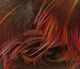 Preview image of product Golden Pheasant Body Feathers Natural Red #310