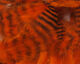 Preview image of product Grizzly Soft Hackle Hot Orange #187