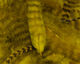 Preview image of product Grizzly Soft Hackle Yellow #383