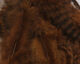 Preview image of product Grizzly Soft Hackle Brown #40