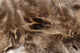 Preview image of product Hen Phesant Body Soft Hackle Natural Brown #244
