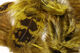 Preview image of product Hen Phesant Body Soft Hackle Olive #263