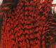 Preview image of product Hareline Half Cape #174 Grizzly Hot Orange