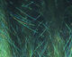 Preview image of product Ice Dub Minnow Back Shimmer Fringe #1 Chartreuse Peacock Back