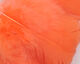 Preview image of product Intruder Feather Prop Hackle #343 Shrimp Pink