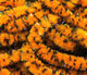 Preview image of product UV Mottled Galaxy Mop Chenille #137 Fl Orange