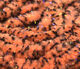 Preview image of product UV Mottled Galaxy Mop Chenille #140 Fl Shrimp Pink