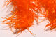 Preview image of product Microflex Palmered Bugger Chenille  Hot Orange #187