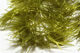 Preview image of product Microflex Palmered Bugger Chenille Olive #263