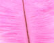 Preview image of product Ostrich Marabou #188 Hot Pink