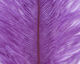 Preview image of product Ostrich Marabou #298 Purple