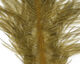 Preview image of product Ostrich Marabou #337 Sculpin Olive