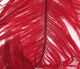Preview image of product Ostrich Plume Red #095