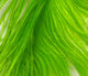 Preview image of product Ostrich Plume Chartreuse #125