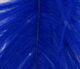 Preview image of product Ostrich Plume Royal Blue #141