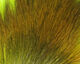 Preview image of product Petite Bucktail Chartreuse #54