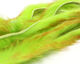 Preview image of product Polychrome Rabbit Strips Chartreuse / Golden Yellow / Red #3
