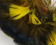 Preview image of product Ringneck Neck Patch Toucan Yellow #3