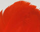Preview image of product Select Goose Shoulder Orange #271