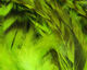 Preview image of product Strung 4-6 inch Grizzly Variant Saddle Hackle Fl Chartreuse #127
