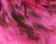 Preview image of product Strung 4-6 inch Grizzly Variant Saddle Hackle Fl Hot Pink #138