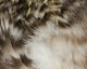 Preview image of product Strung 4-6 inch Grizzly Variant Saddle Hackle Natural Grizzly #176
