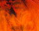 Preview image of product Strung 4-6 inch Grizzly Variant Saddle Hackle Hot Orange #187