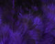 Preview image of product Strung 4-6 inch Grizzly Variant Saddle Hackle Bright Purple #35