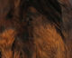 Preview image of product Strung 4-6 inch Grizzly Variant Saddle Hackle Brown #40