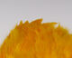 Preview image of product Soft Hackle Marabou Patch #367 Sunburst Yellow